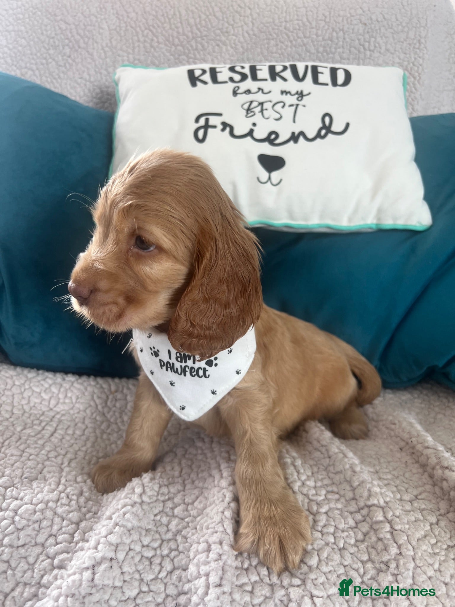 Cocker Spaniel dogs 🐶💙READY NOW💝🐶 show type KC health tested.   - Advert 1