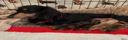 Miniature Dachshund dogs for sale: Beautiful longhaired cream mini dachshund - Advert 3