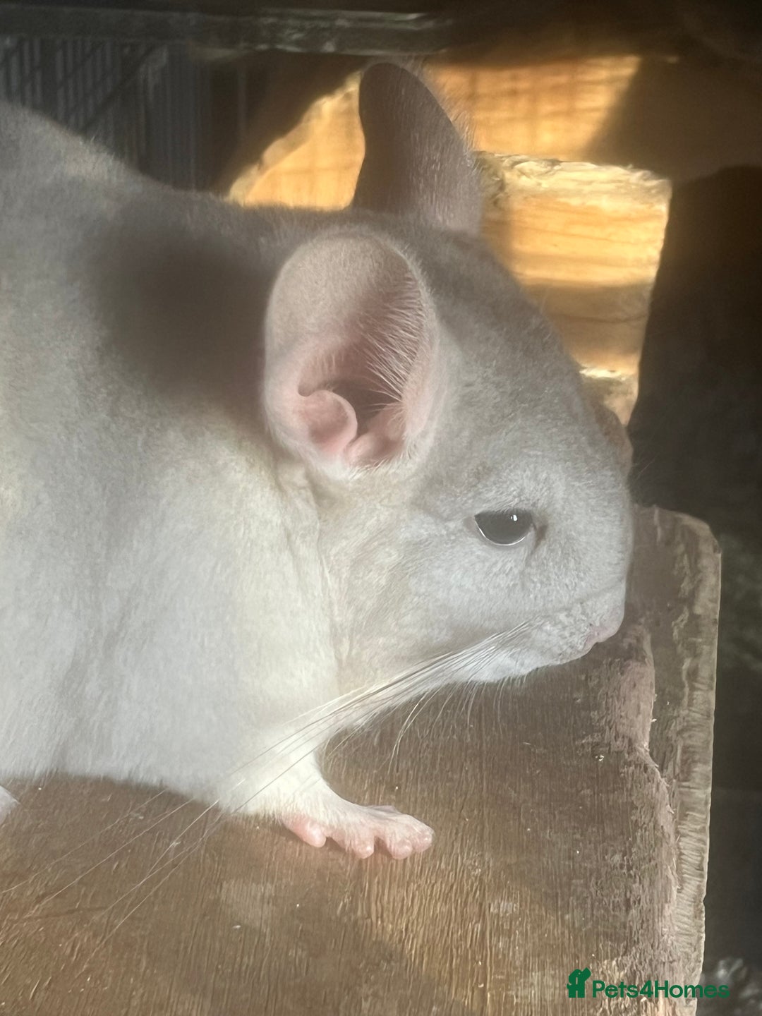 Chinchilla rodents for sale: Baby female chinchilla - Advert 5
