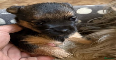 Mixed Breed dogs - Advert 2