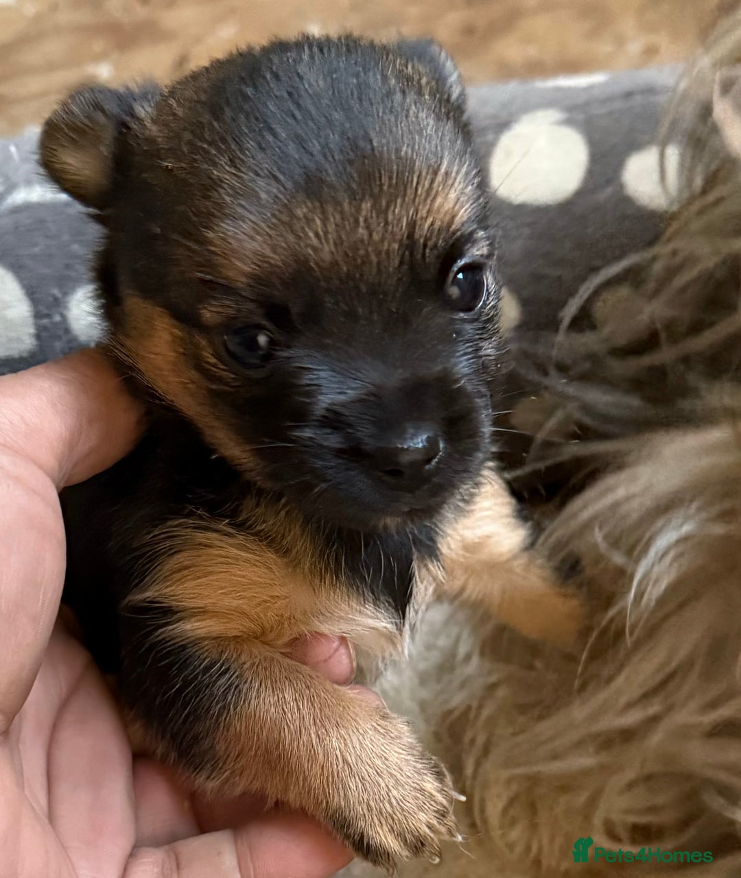 Mixed Breed dogs for sale: Tiny and beautiful  - Image 3