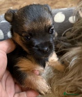 Mixed Breed dogs - Advert 5