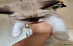 Ragdoll cats for sale: Three Ragdoll kittens - Image 5