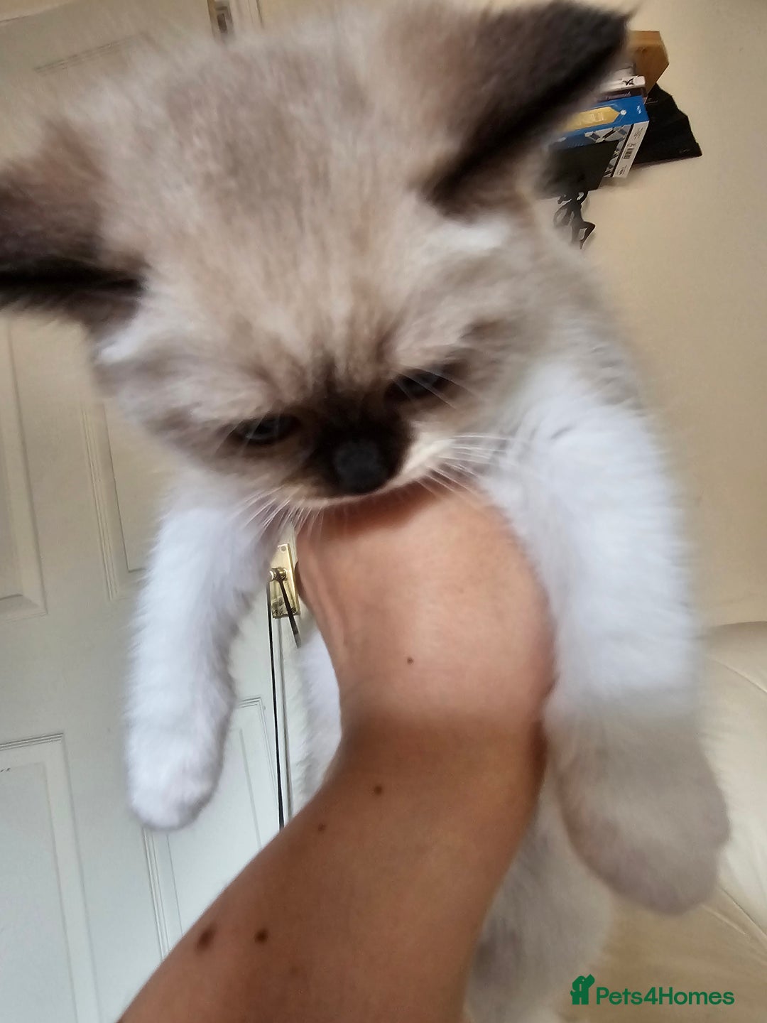 Ragdoll cats for sale: Three Ragdoll kittens - Image 5