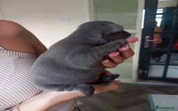 French Bulldog dogs for sale: REDUCED French Bull Dog Pups  - Image 18