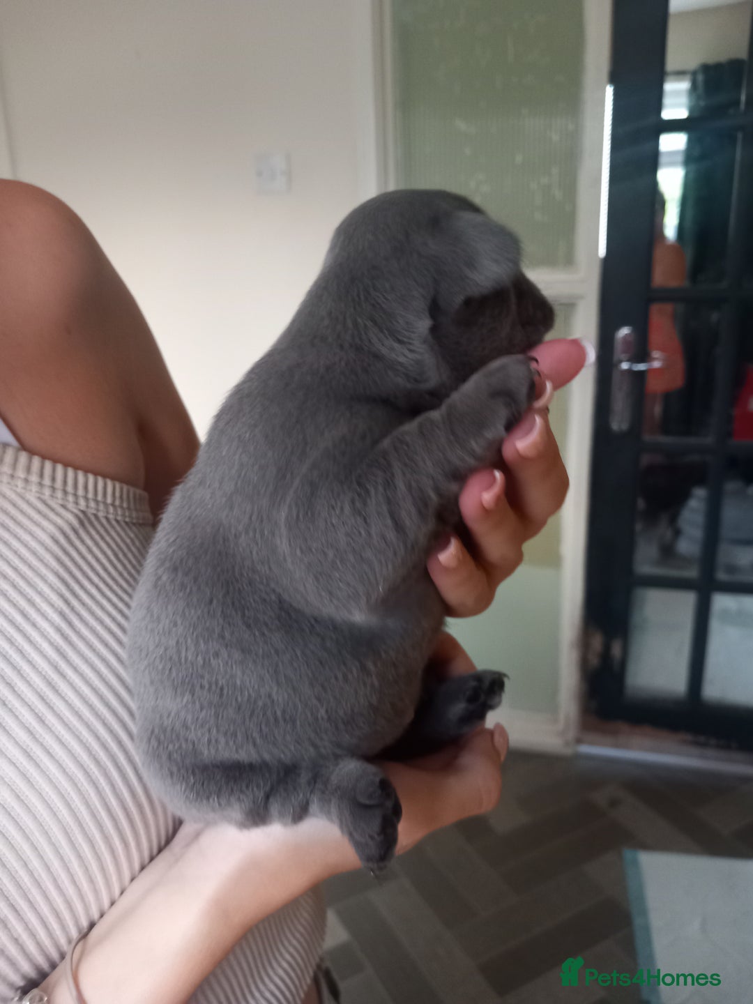 French Bulldog dogs for sale: REDUCED French Bull Dog Pups  - Image 18