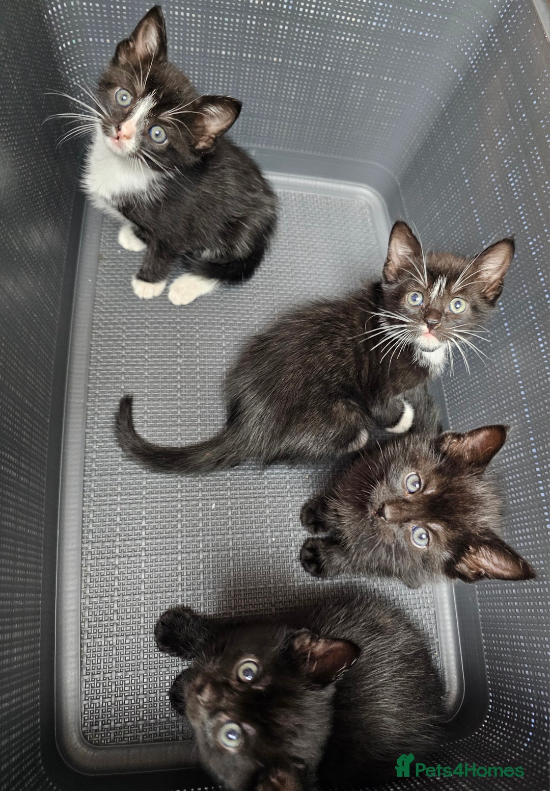Mixed Breed cats for sale: Adorable kittens looking for new homes  - Image 3