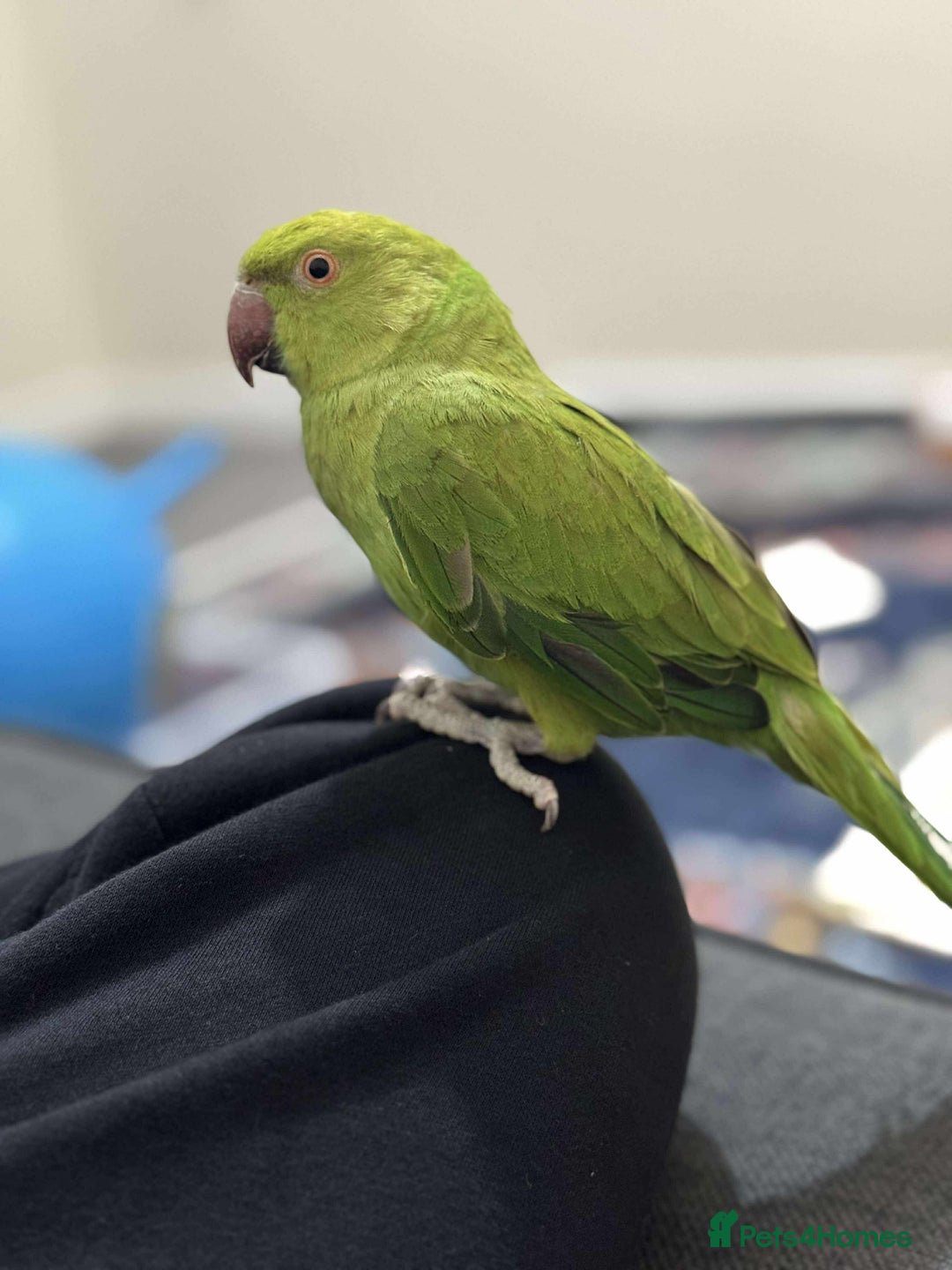 Ringnecks birds for sale: A beautiful Indian ringneck  - Advert 5