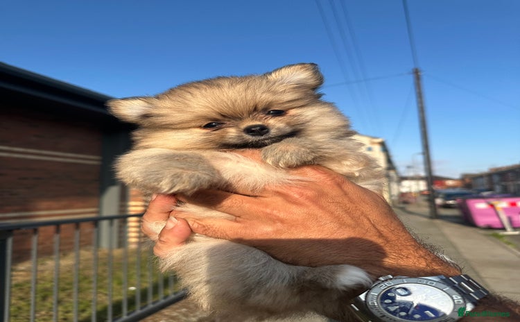 Pomeranian dogs - Advert 19
