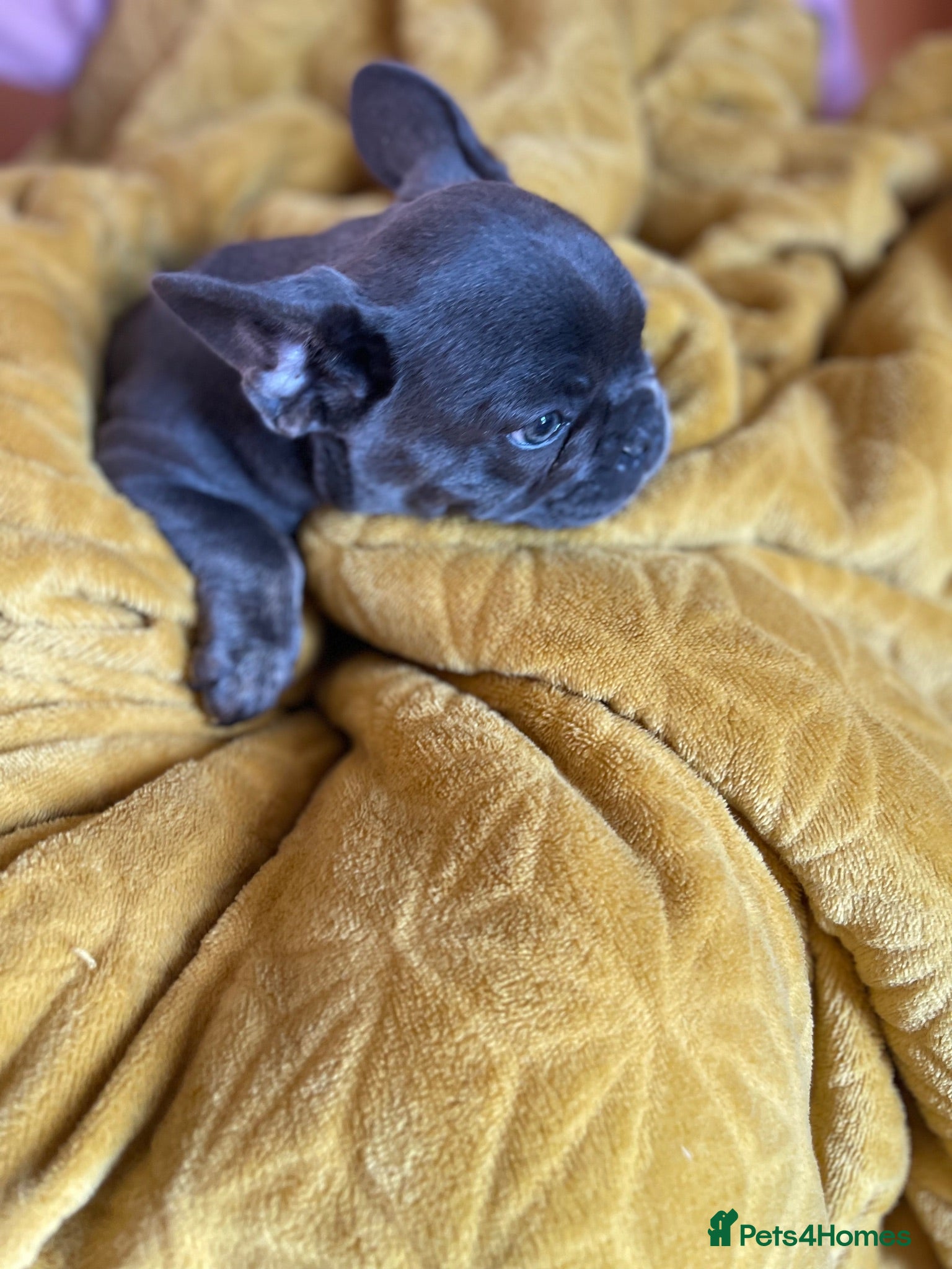 French Bulldog dogs RKC French bulldog puppies - Advert 20