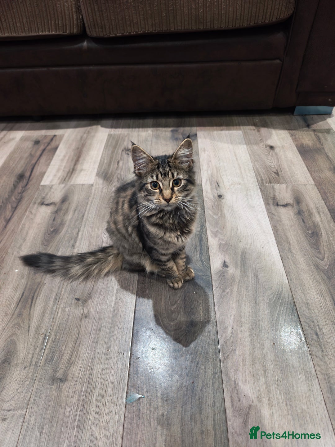 Mixed Breed cats for sale: Mixed tabby long hair kitten - Advert 1