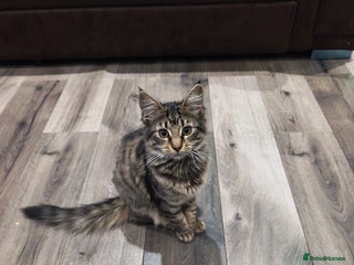 Mixed Breed cats Mixed tabby long hair kitten - Advert 1