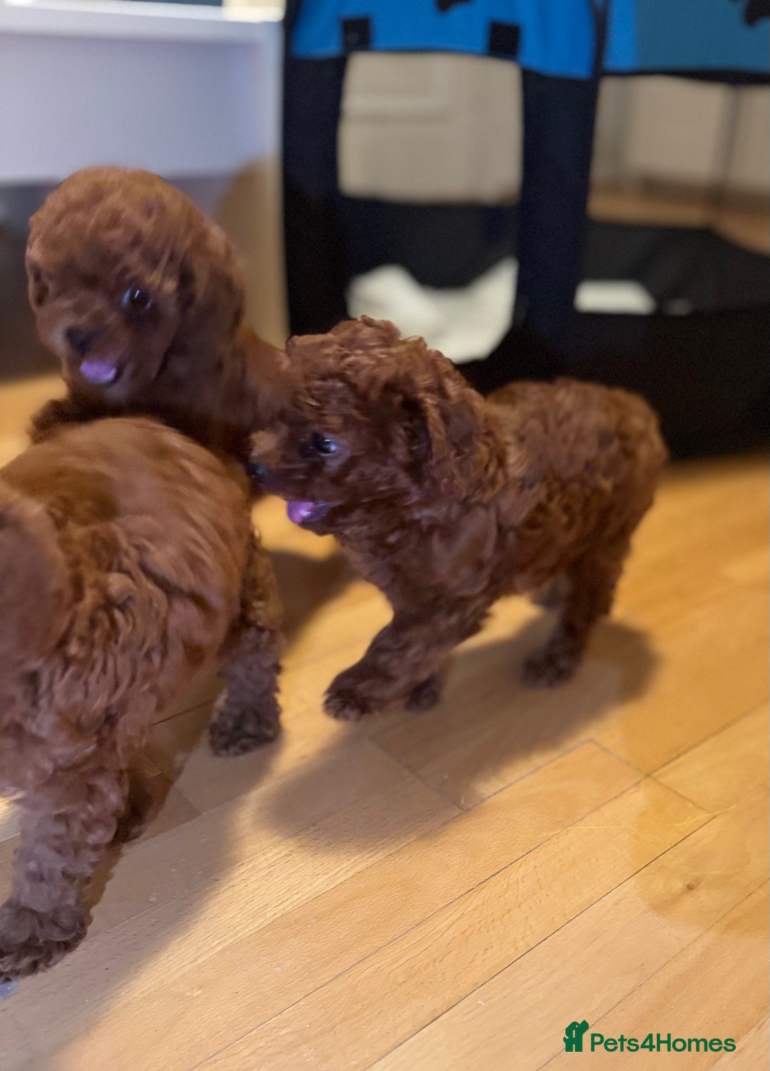 Toy Poodle dogs for sale: Poodle Toy Puppy calm, gentle, with full doc. - Image 9