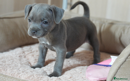 Staffordshire Bull Terrier dogs for sale: Beautiful staffy puppies - Image 16
