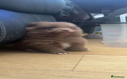 Pomeranian dogs for sale: 2 little Pomeranian Boys   - Image 4