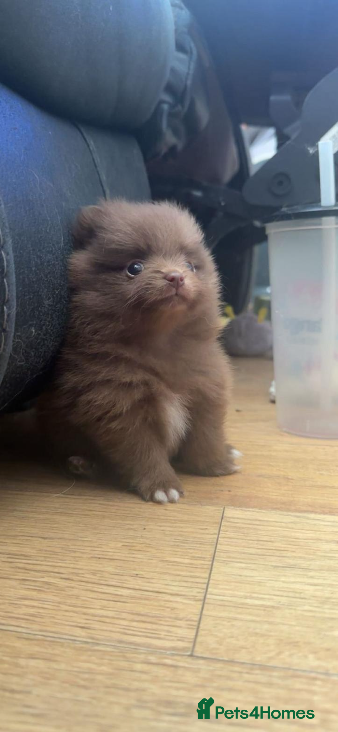 Pomeranian dogs for sale: 2 little Pomeranian Boys   - Image 4