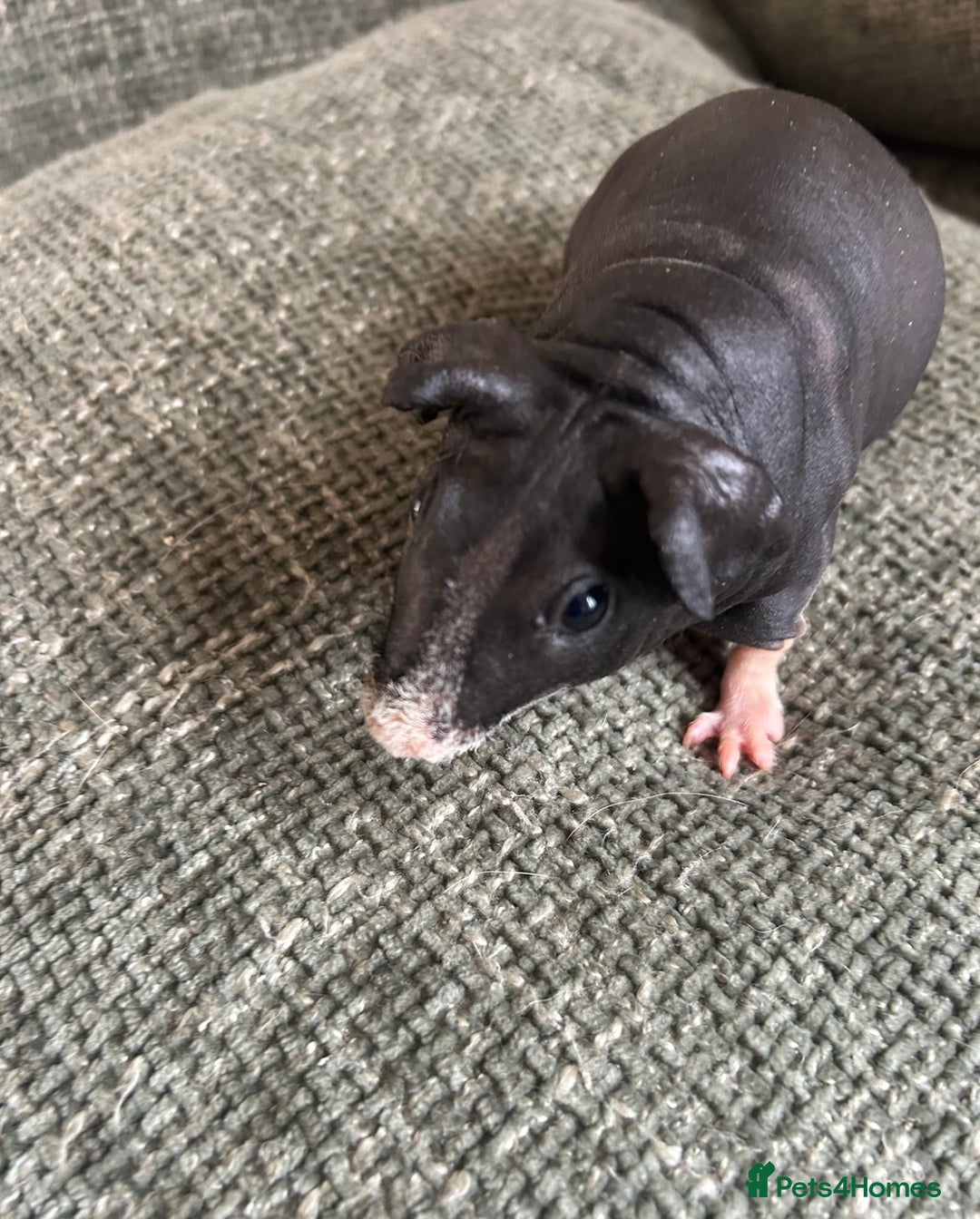 Guinea Pig rodents for sale: Pretty female skinny pig for sale ready now  - Image 4