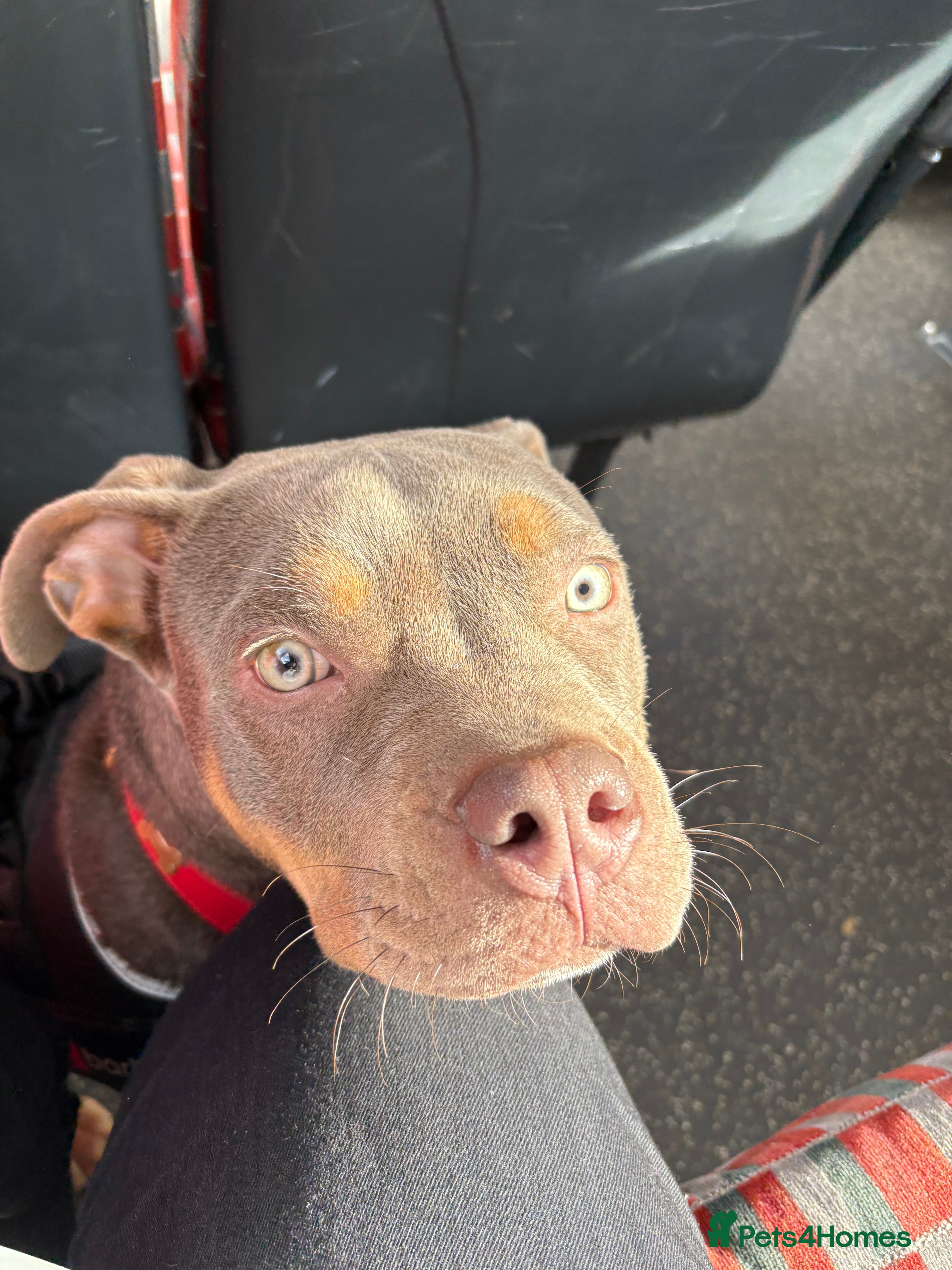 Mixed Breed dogs Pocket bully cross staff in Grays - Advert 1