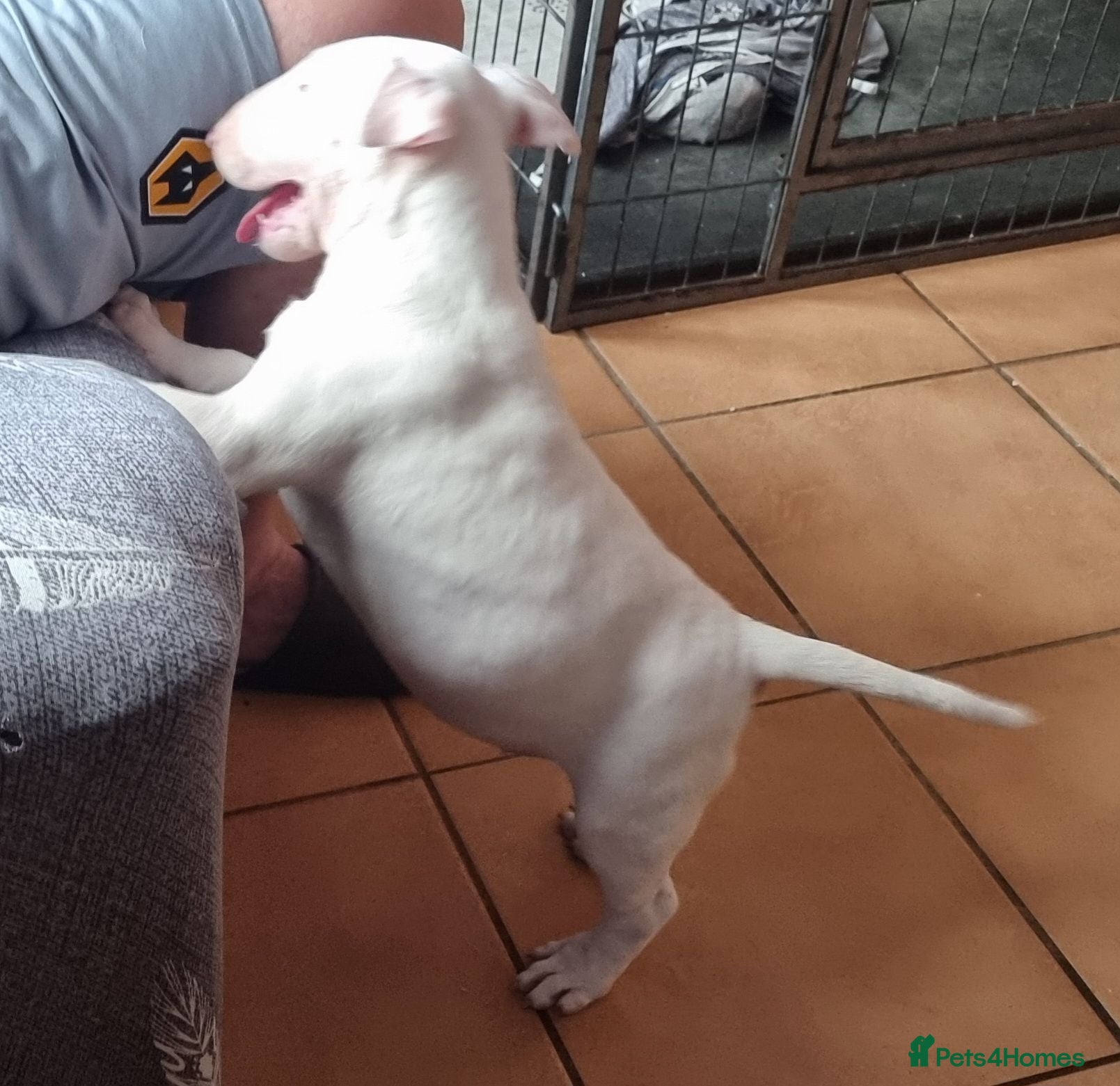 Bull Terrier dogs Bullterrier pups  - Advert 1