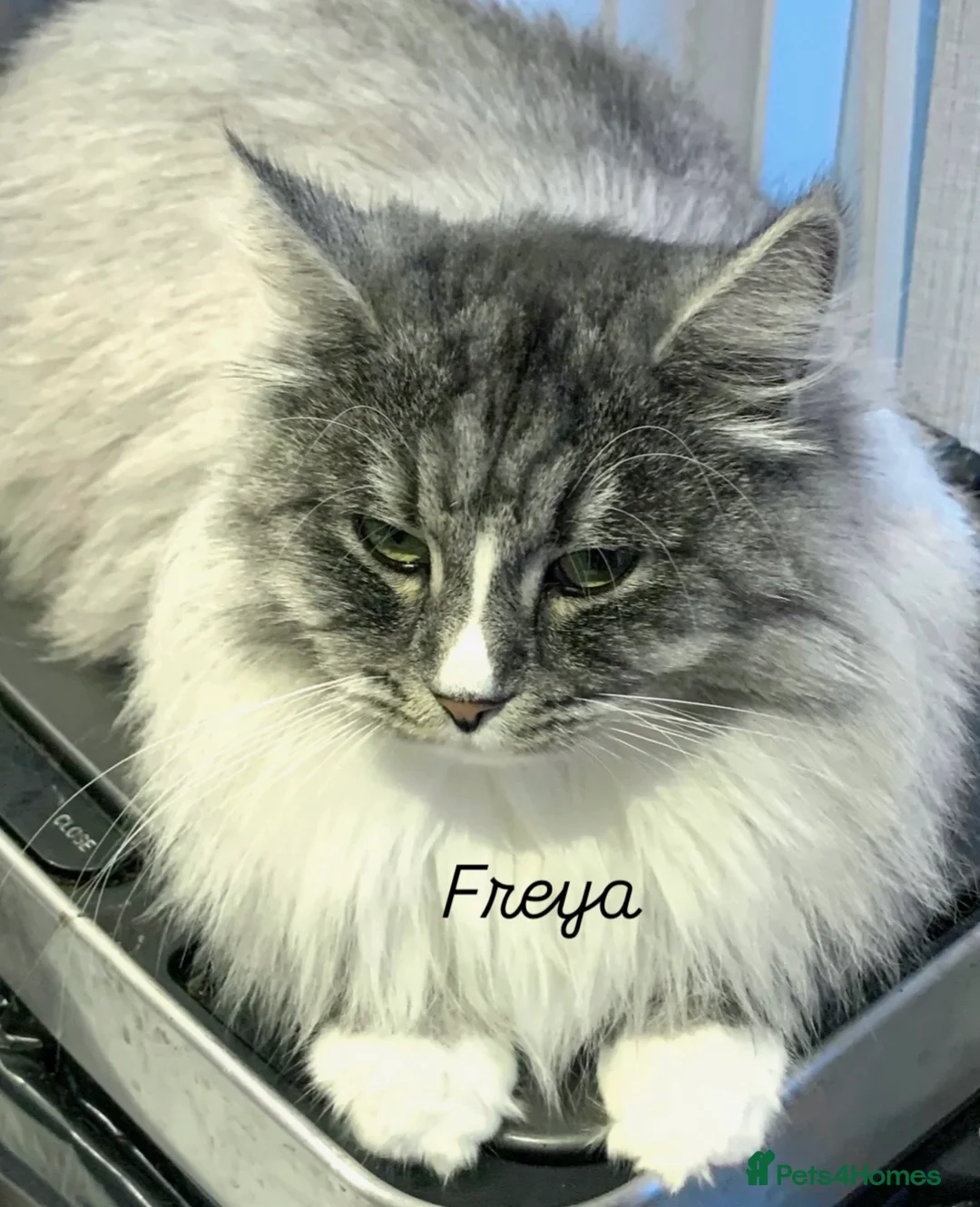 Siberian cats for sale: 2 gorgeous Registered Siberian Kittens - Advert 1