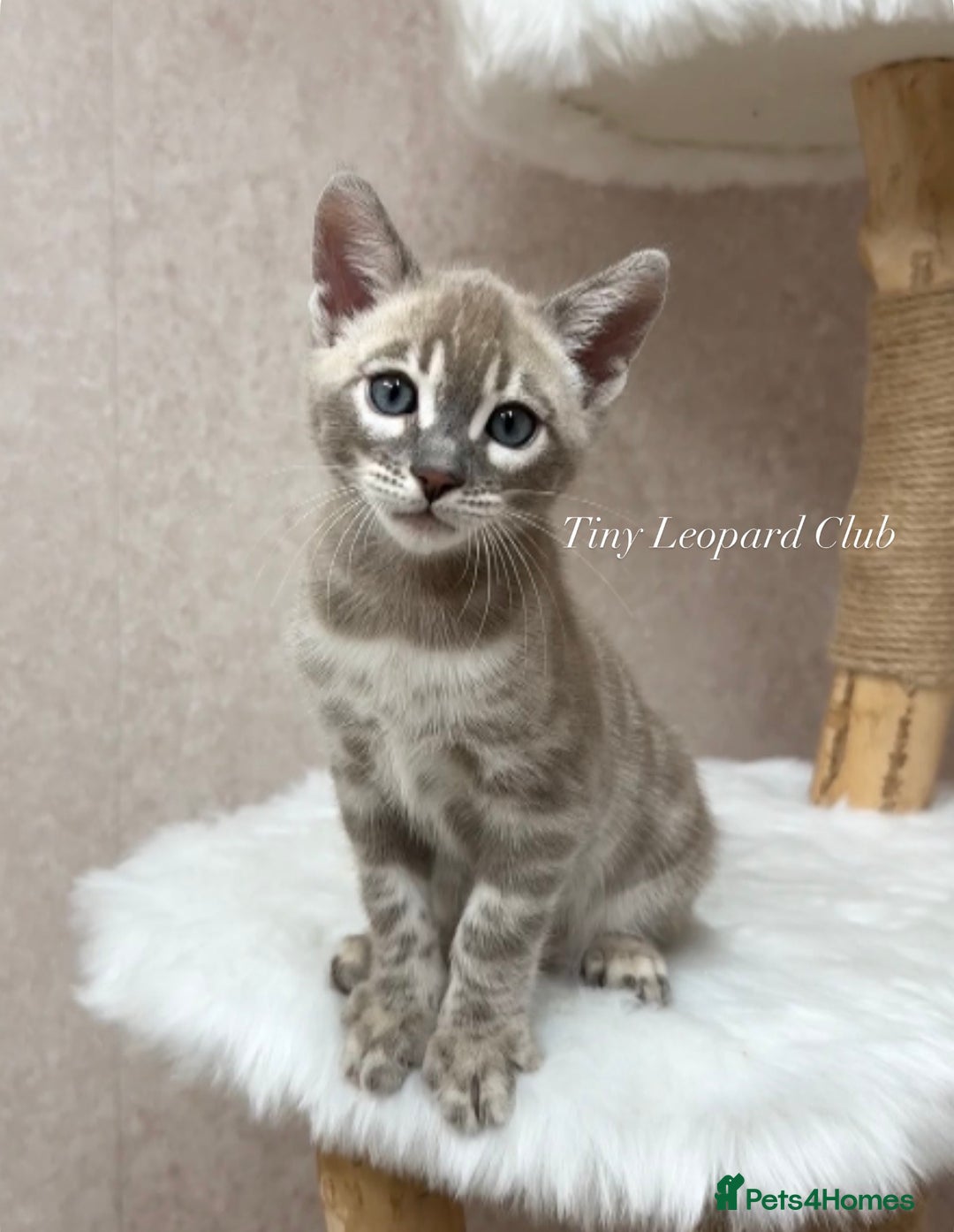 Bengal cats for sale: 🤍❄️ TICA SNOW BENGALS ❄️🤍 - Euro Champion Lines - Advert 4