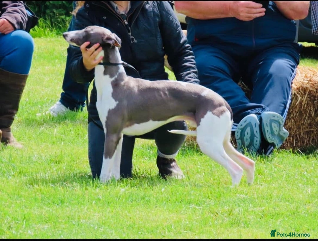 Whippet dogs for sale: 2 Gorgeous KC registered boy whippet puppies  - Advert 3