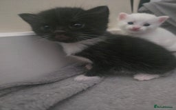 Domestic Shorthair cats for sale: 4 Kittens for sale  - Image 2