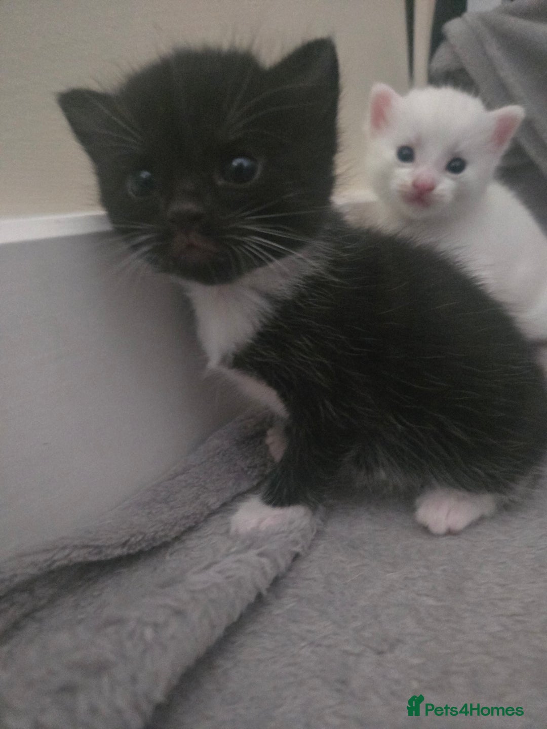 Domestic Shorthair cats for sale: 4 Kittens for sale  - Image 2