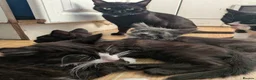 Mixed Breed cats for sale: Beautiful boy kittens  - Advert 7