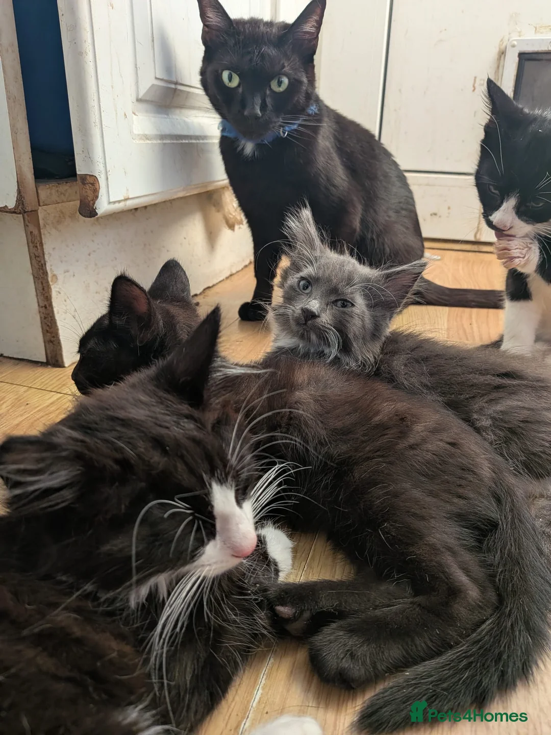 Mixed Breed cats for sale: Beautiful boy kittens  - Advert 7