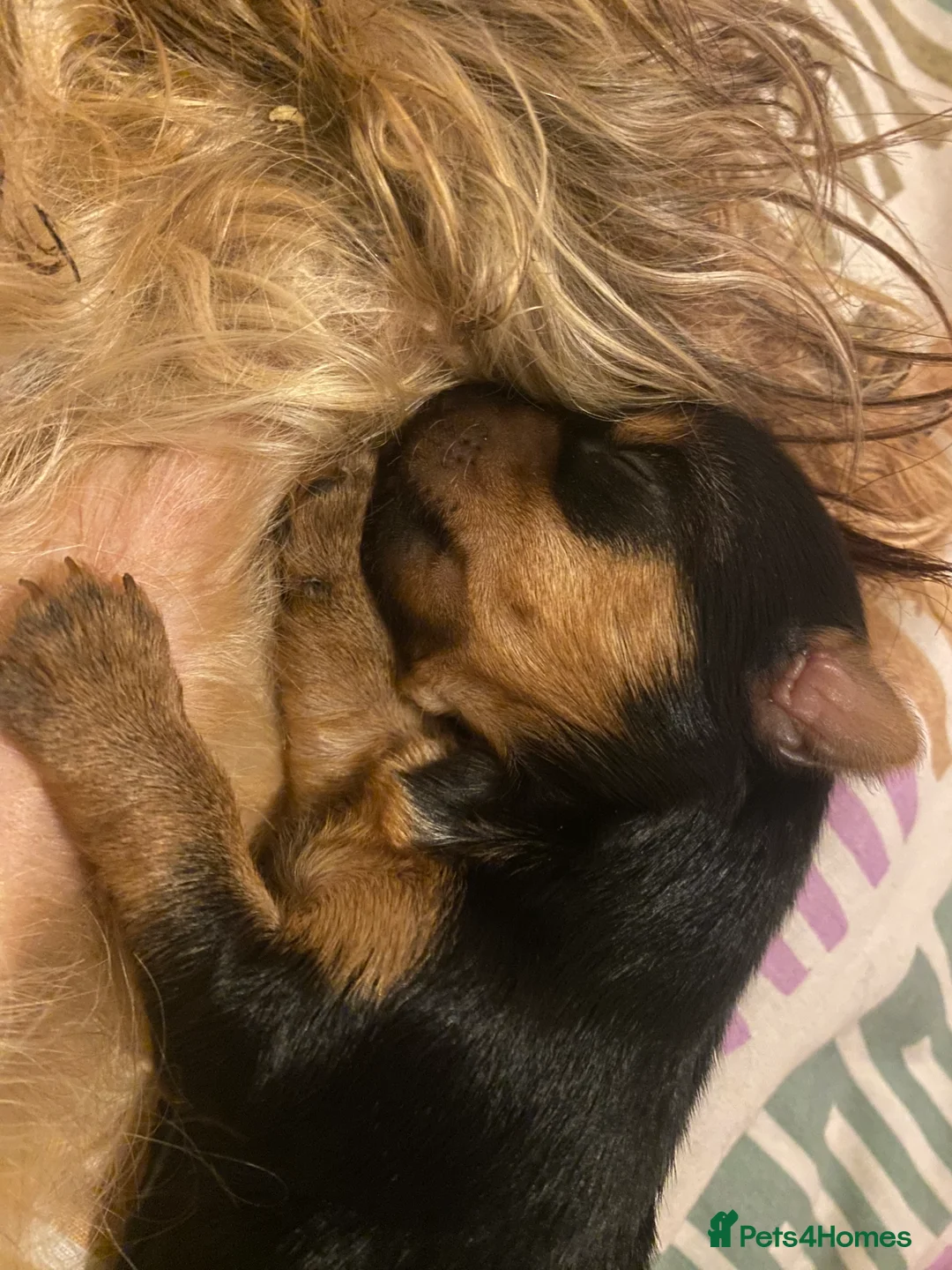 Yorkshire Terrier dogs for sale: 4 Stunning Minature Yorkshire terriers for sale  - Advert 24