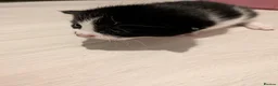 Mixed Breed cats for sale: Kittens - Advert 11