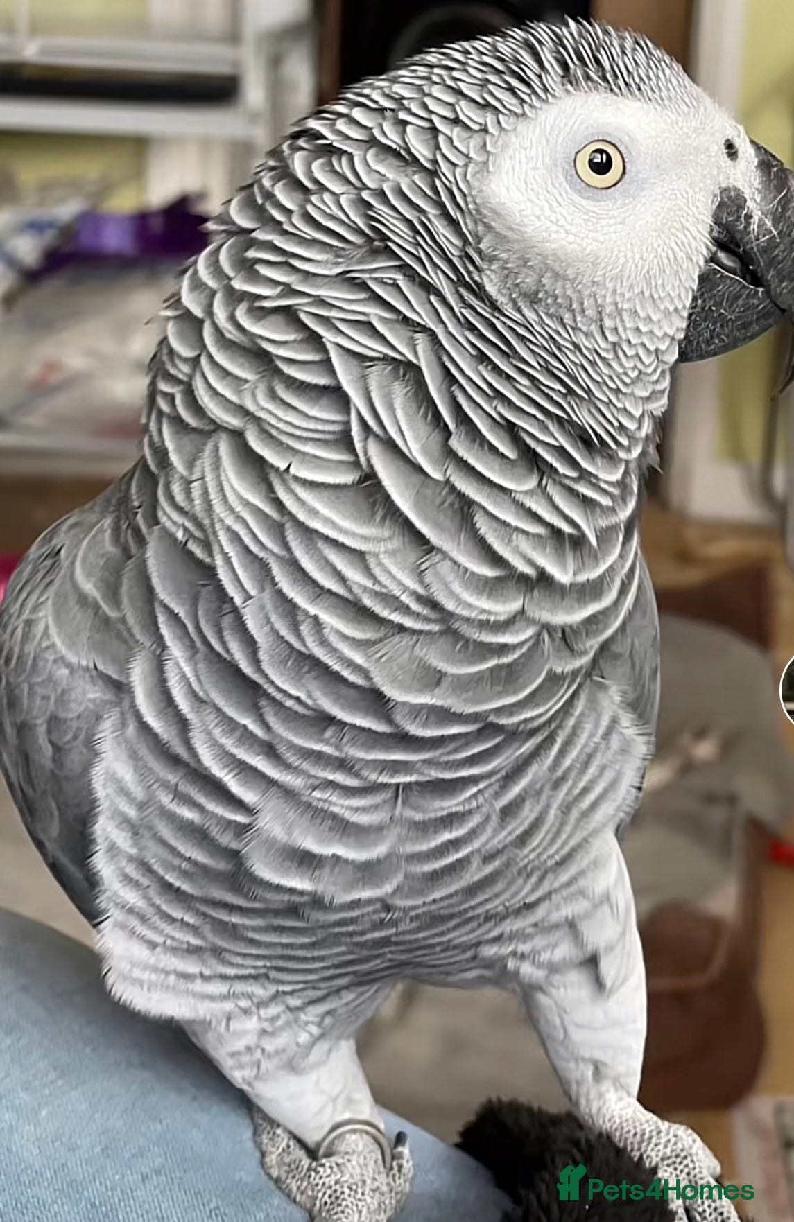 Parrots birds Hand reared young AG. Playful and great w/ family! - Advert 2