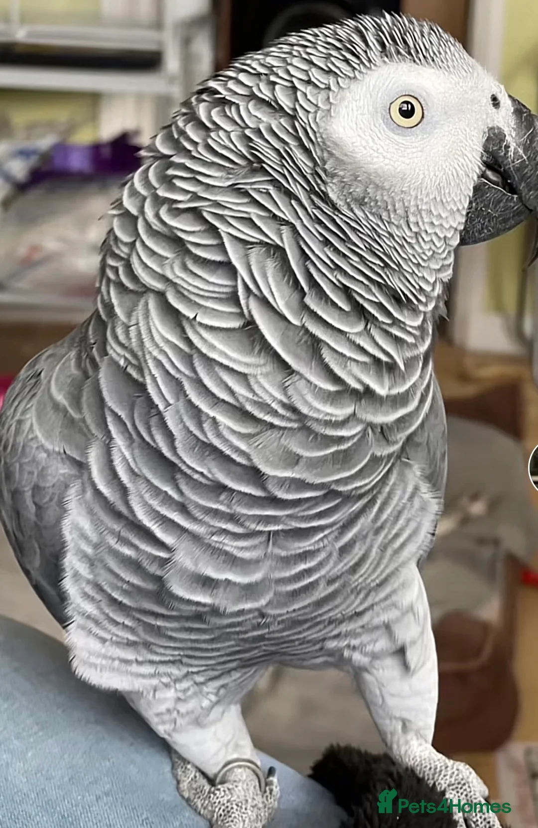 Parrots birds for sale: Hand reared young AG. Playful and great w/ family! - Advert 2