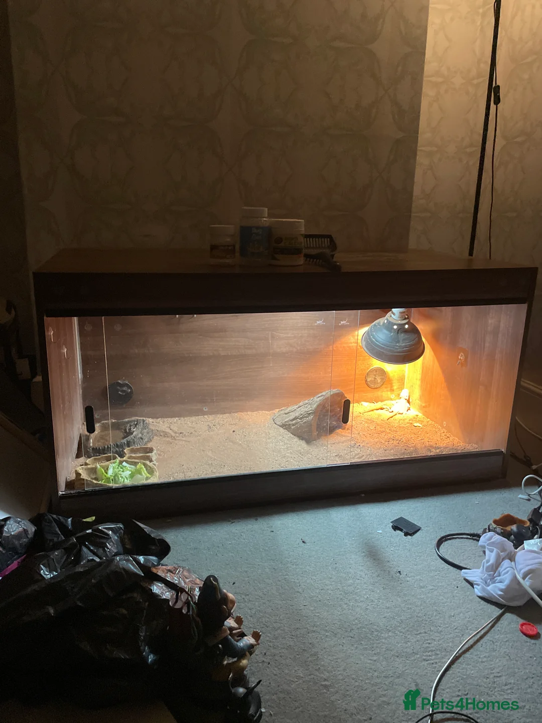 Bearded Dragon reptiles for sale: Ranking dragons with cage and everything  - Advert 1