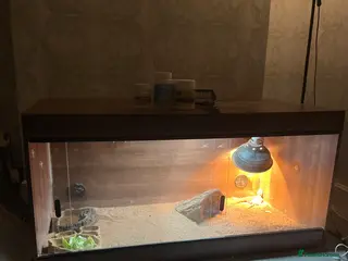 Bearded Dragon reptiles Ranking dragons with cage and everything - Advert 1