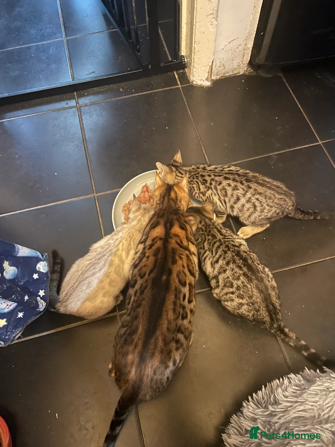 Bengal cats for sale: ❤️INTRODUCING 4 BEAUTIFUL FELINES KITTENS ❤️ - Advert 19