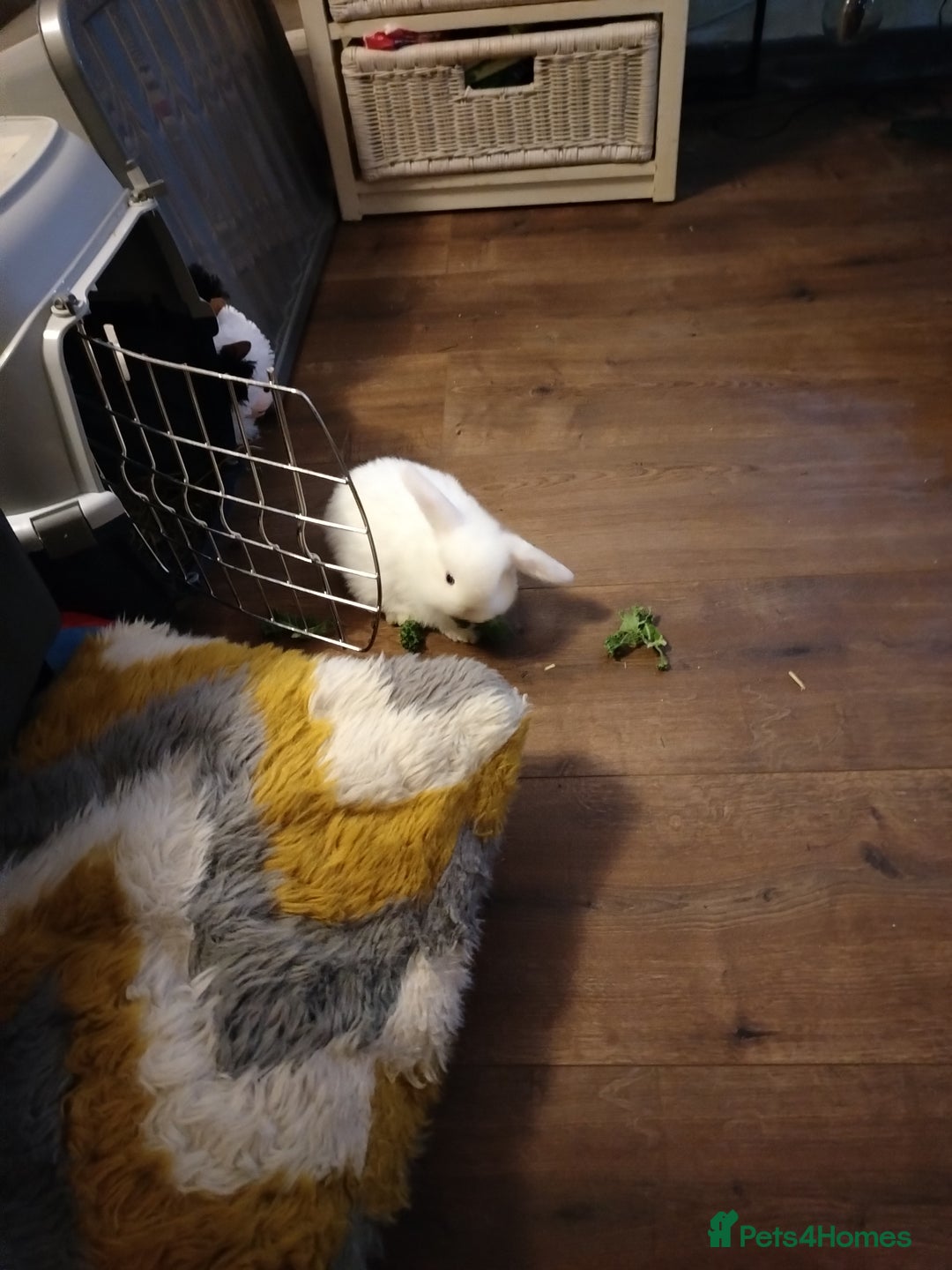 Mini Lop rabbits for sale: Blue eyed white mini lops - Advert 5