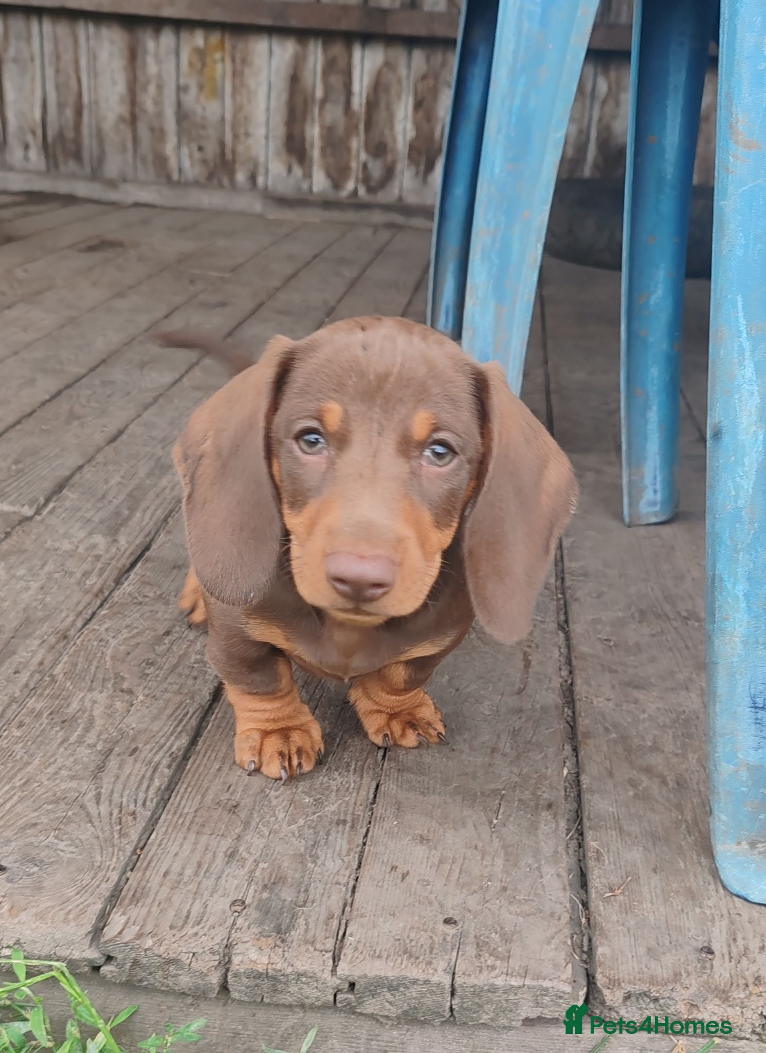 Dachshund dogs Last boy available Pra Clear Minature Daushaund  - Advert 2