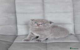 Mixed Breed cats for sale: Half scottish fold Healthy and beautiful kittens - Image 4