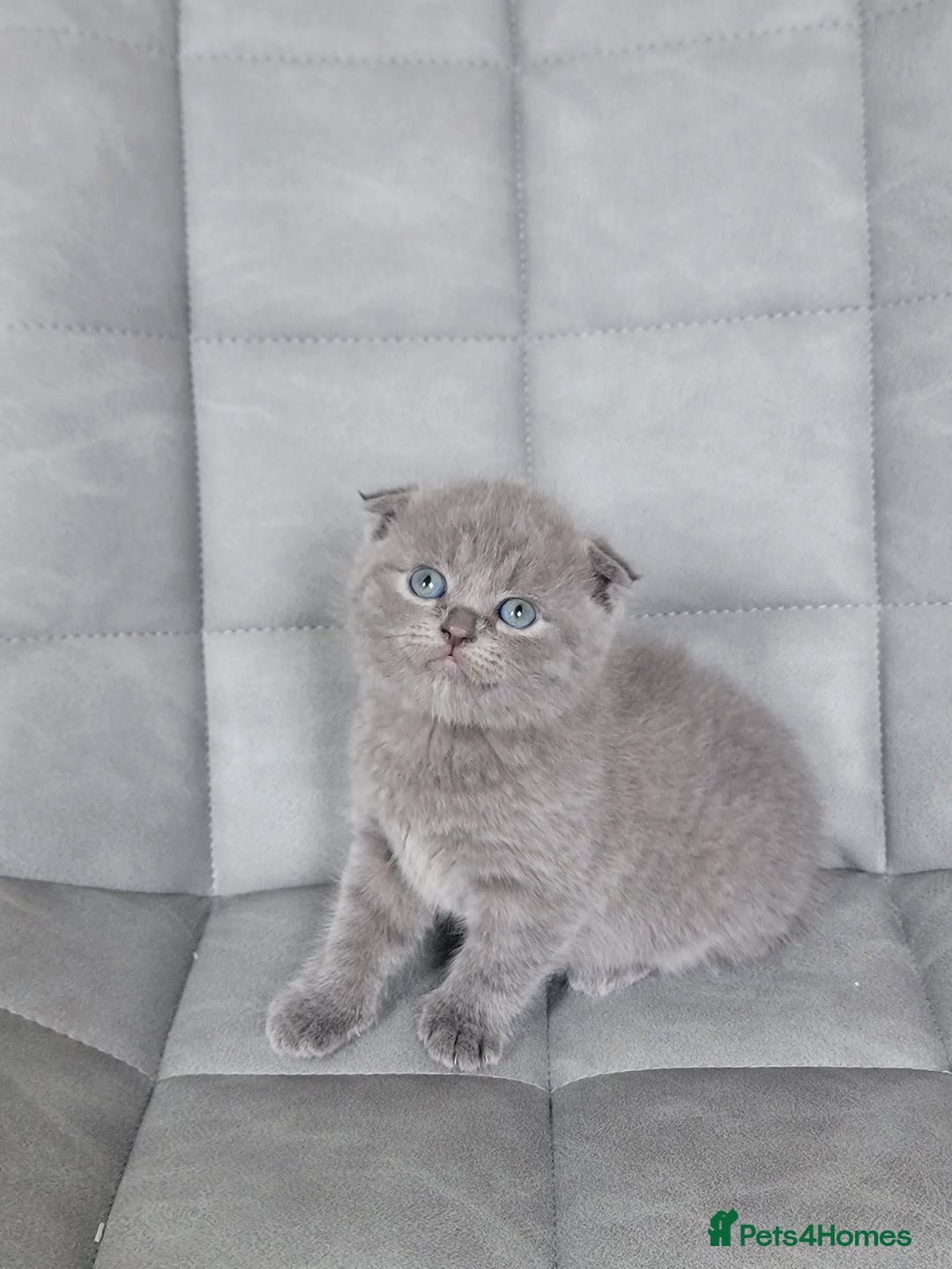 Mixed Breed cats for sale: Half scottish fold Healthy and beautiful kittens - Image 4