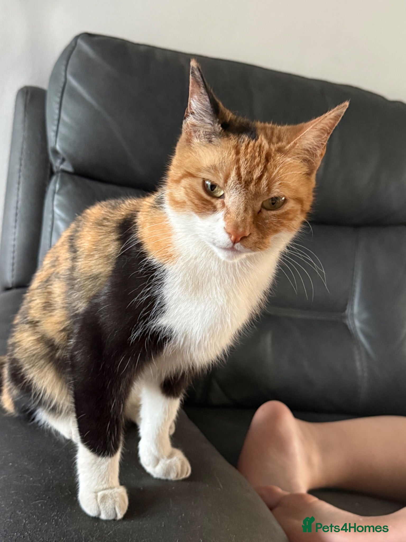 British Shorthair cats 5 year old female  - Advert 4