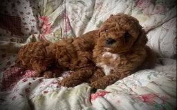 Cockapoo dogs for sale: Fabulous F1b Fox Red Cockapoo Health Cleared - Image 5