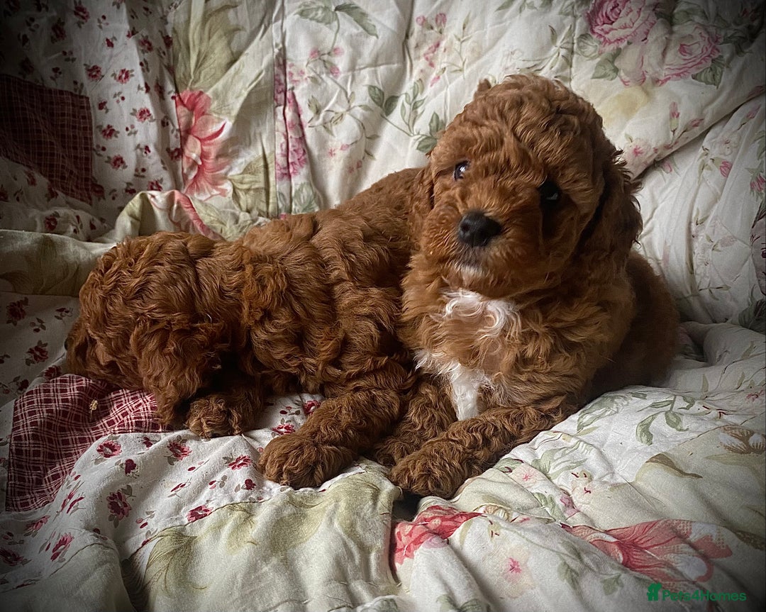 Cockapoo dogs for sale: Fabulous F1b Fox Red Cockapoo Health Cleared - Image 5
