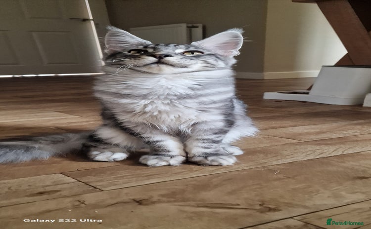 Maine Coon cats - Advert 2