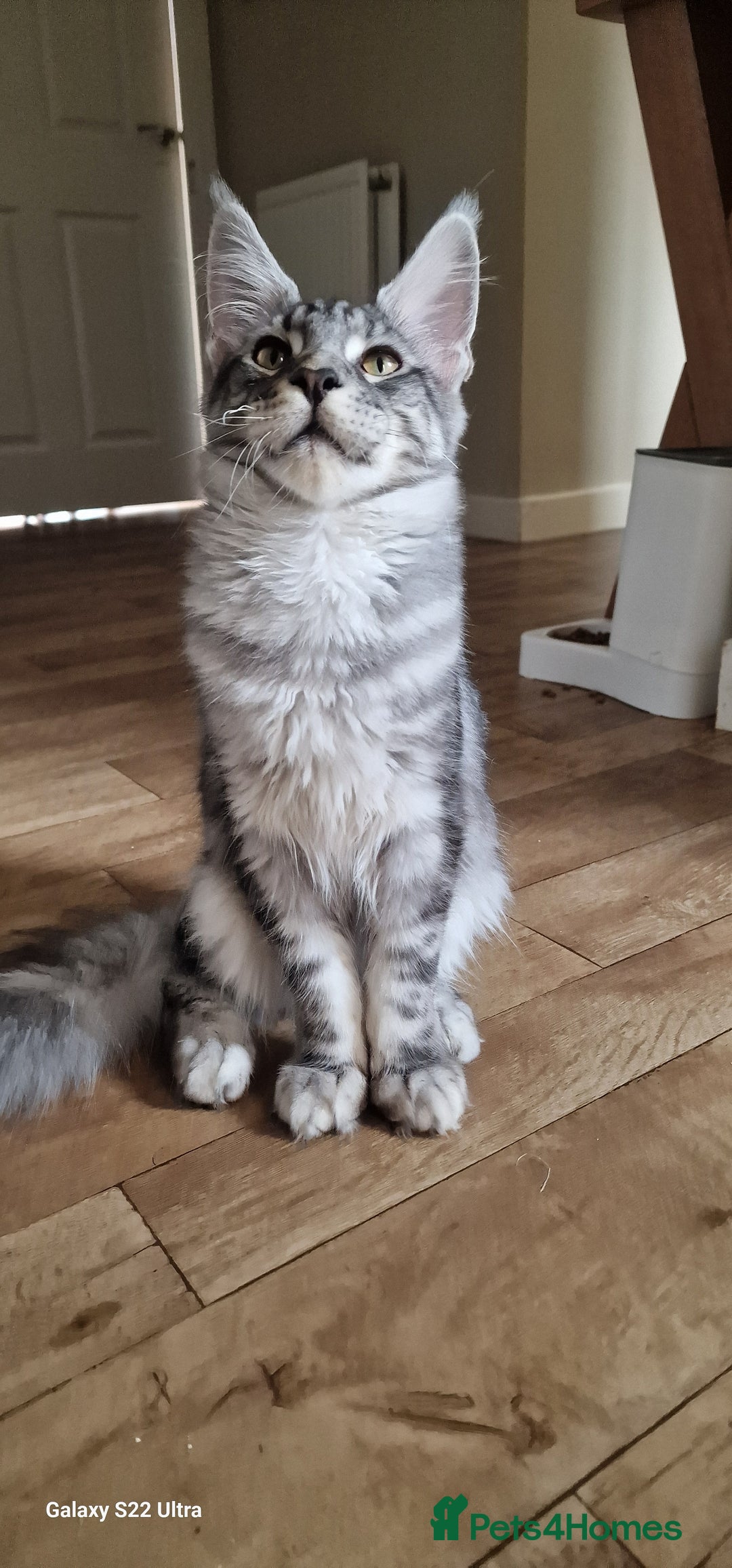 Maine Coon cats for sale: Pure Maine coon👑 - Image 1