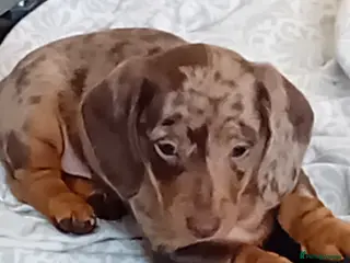 Dachshund dogs 3 beautiful small dachshund puppies - Advert 15