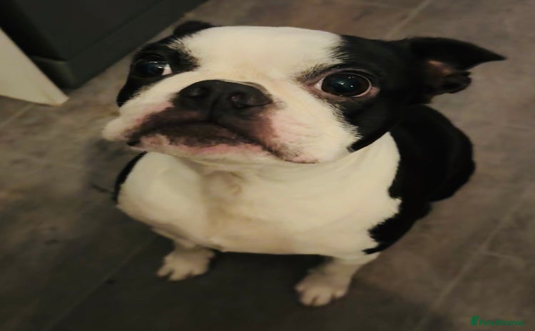 Boston Terrier dogs - Advert 1