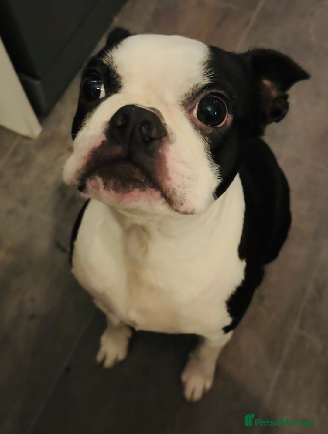 Boston Terrier dogs for sale: Boston Terrier Girl  - Image 1