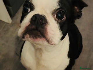 Boston Terrier dogs - Advert 3